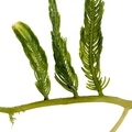 REF201711245314