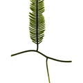 REF201709014175