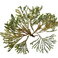REF201711054061
