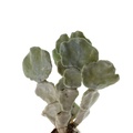 REF201711301486