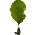REF201708200081