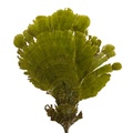 REF201712123490