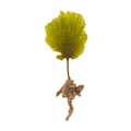 REF201805041690
