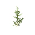 REF201706091125