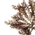REF201706091143