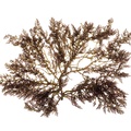 REF201706091156