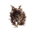 REF201706091162