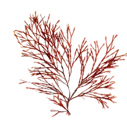 PAC-South-West Red algae studio
