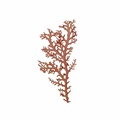 REF201711054215