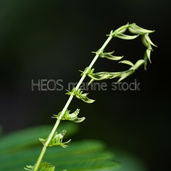 Wallis-Biodiversite vegetale