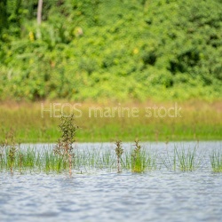 Wallis-Zones humides - Lac Kikila