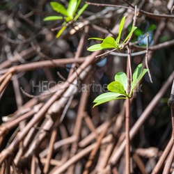 Wallis-Zones humides - Mangrove de Vaitupu